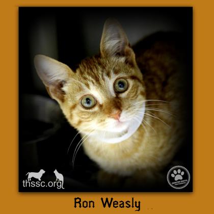 Ron Weasley