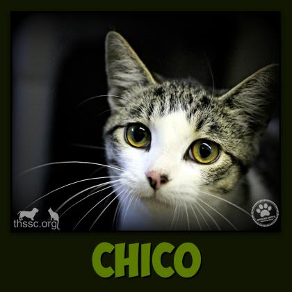 Chico