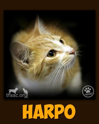 Harpo