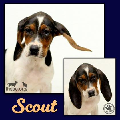 Scout