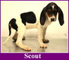 Scout