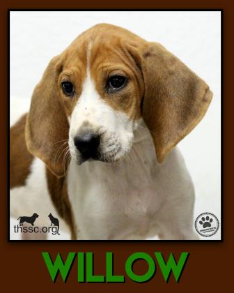 Willow