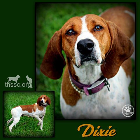 Dixie