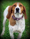 Dixie