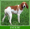 Dixie