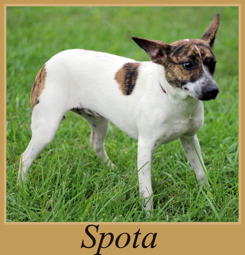 Spota