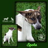 Spota