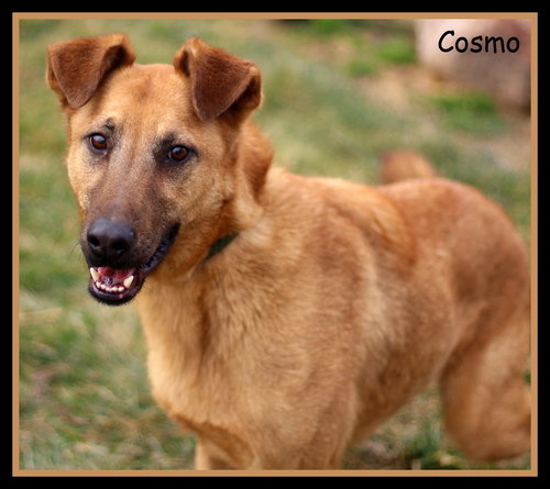 Cosmo