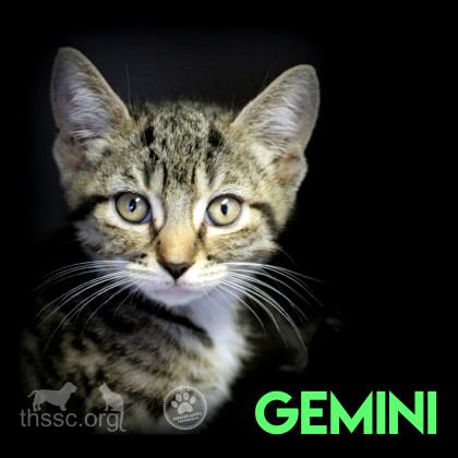 Gemini