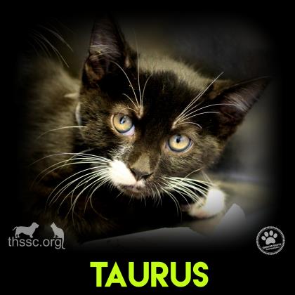 Taurus