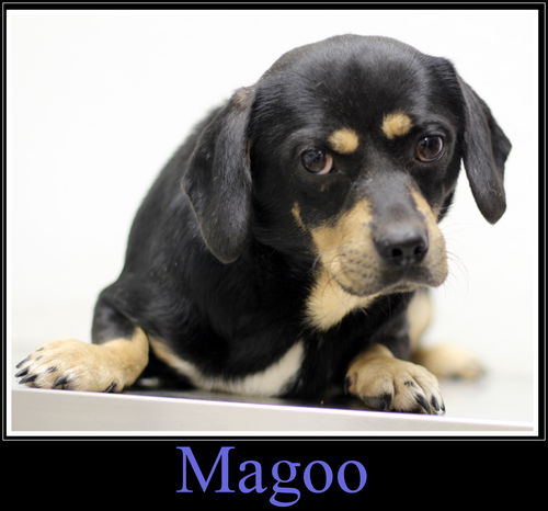 Magoo