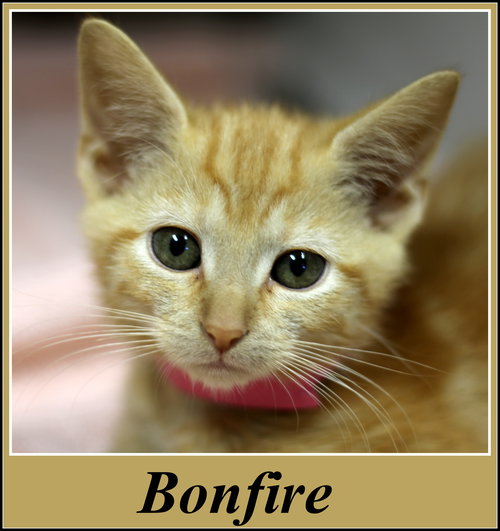Bonfire