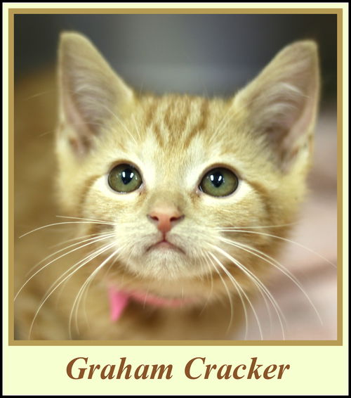 Graham Cracker