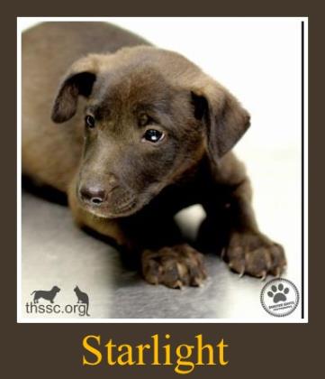 Starlight