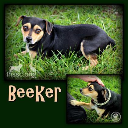 Beeker