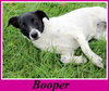 Booper