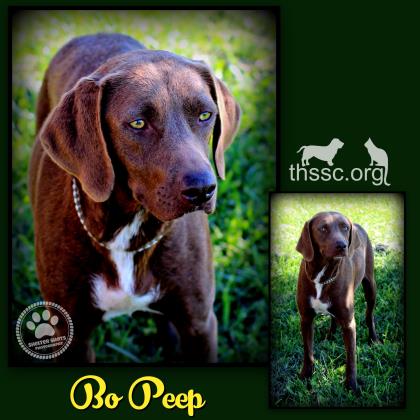 Bo Peep