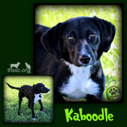 Kaboodle