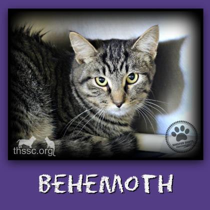 Behemoth