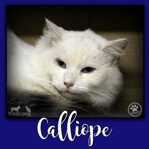 Calliope