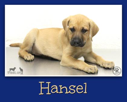 Hansel