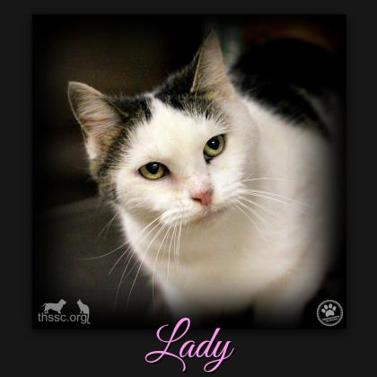 Lady