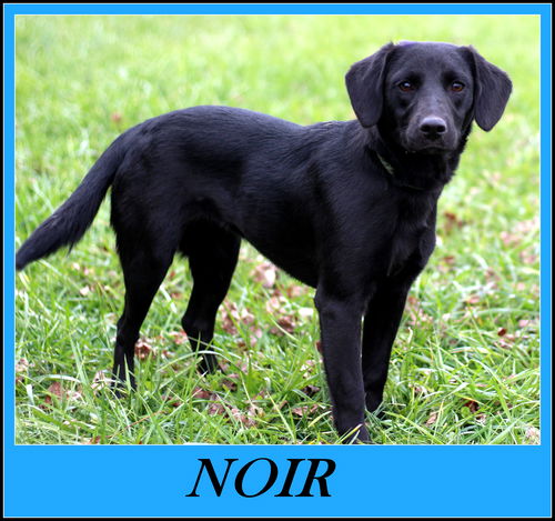 Noir