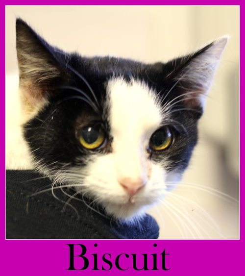 Biscuit