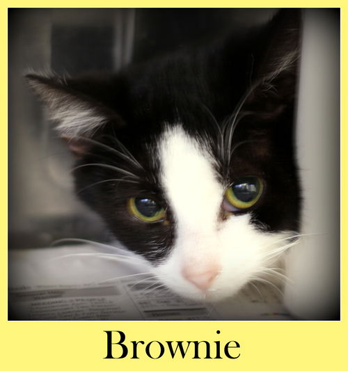 Brownie