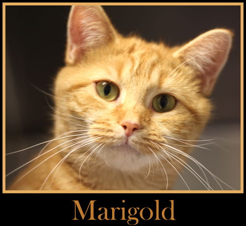 Marigold