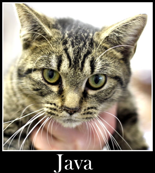 Java