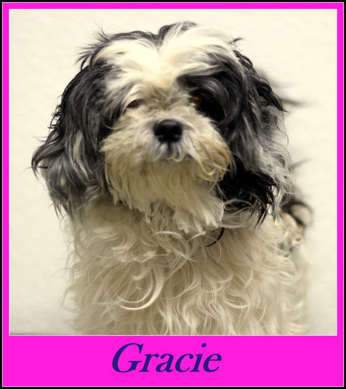Gracie