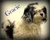 Gracie