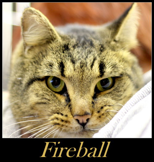 Fireball