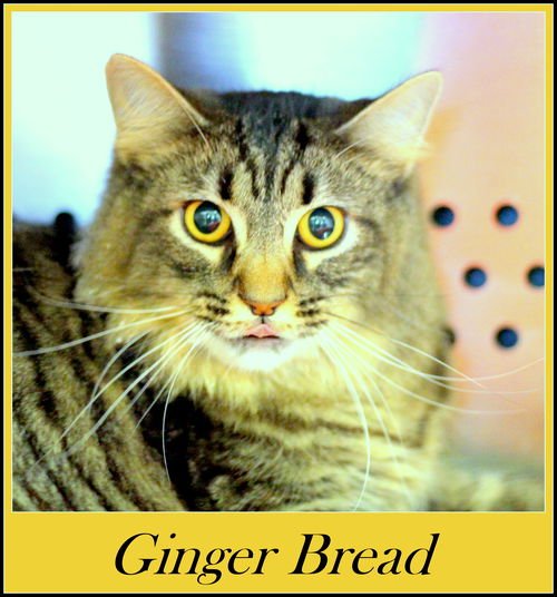 Ginger Bread