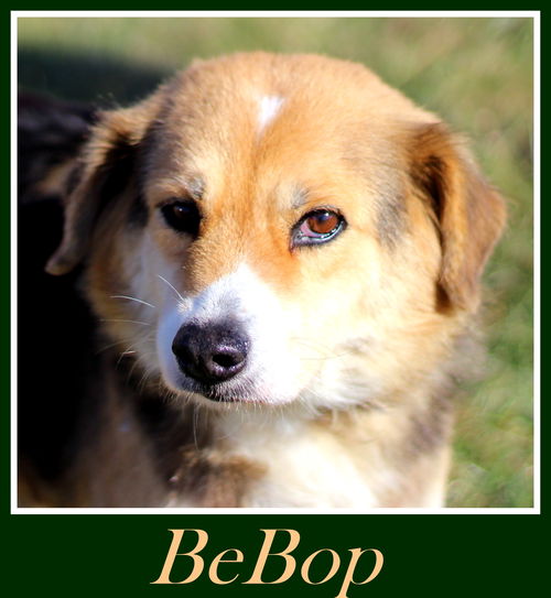 BeBop