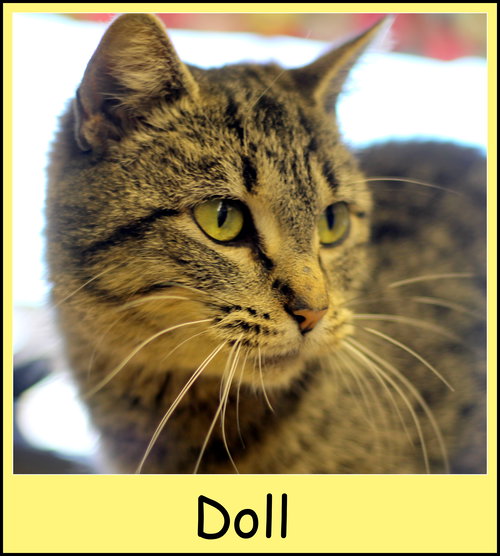 Doll