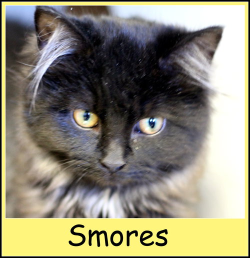 Smores