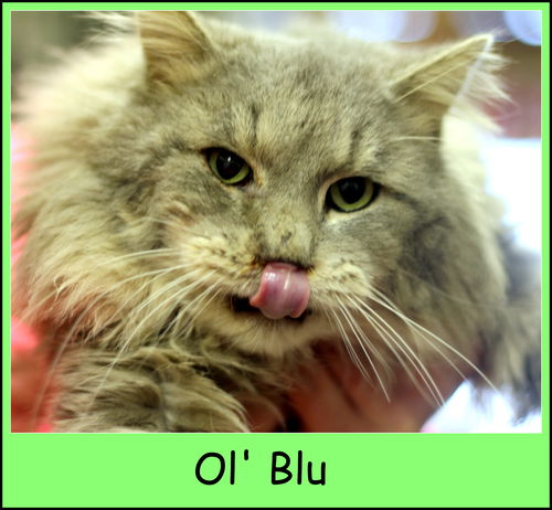 Ol' Blu