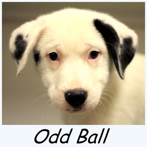 Odd Ball