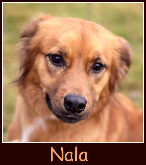 Nala