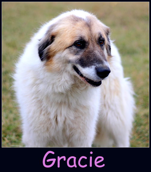 Gracie