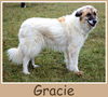 Gracie