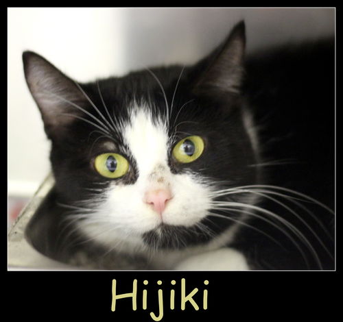 Hijiki