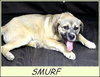 Smurf