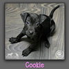 Cookie