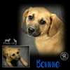 Bonnie