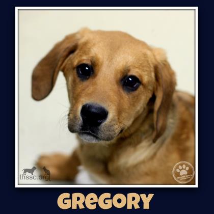 Gregory