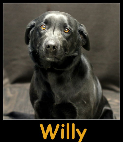 Willy