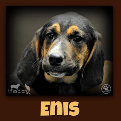 Enis